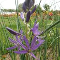 Camassia quamash
